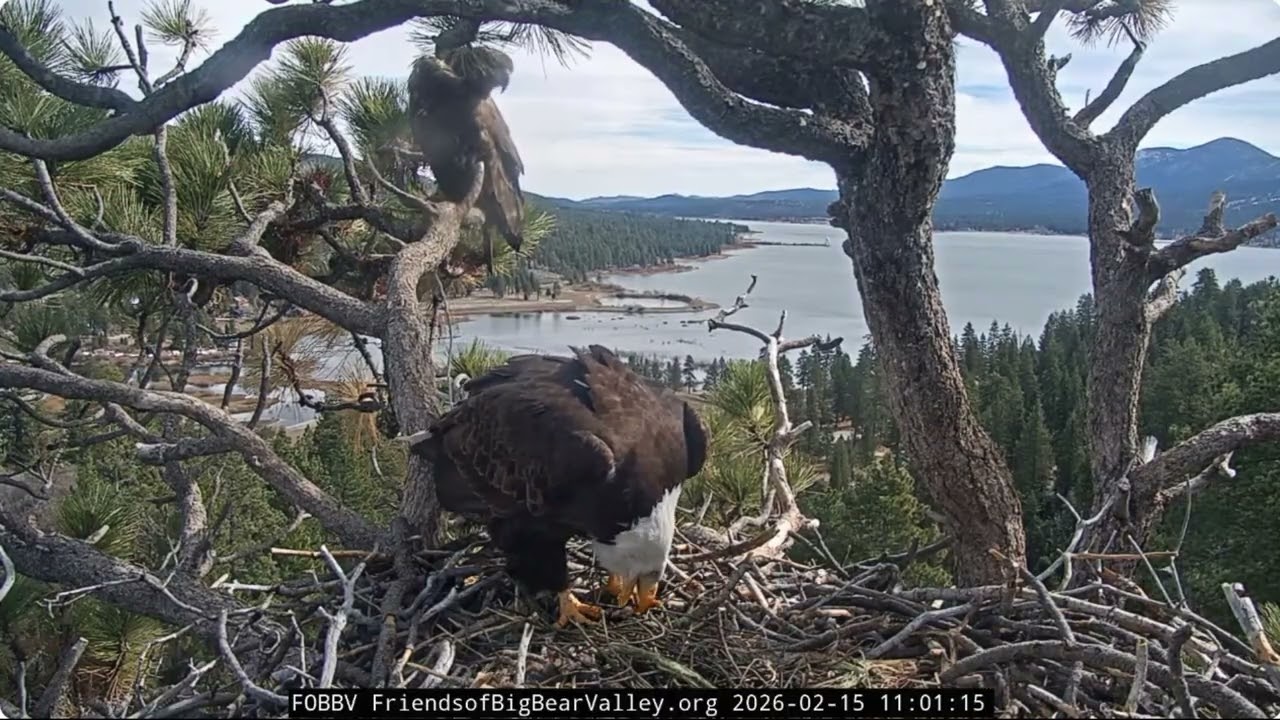 Jackie and immature, Shadow brings fluff, pancakes 15.02.2026 @FOBBVCAM