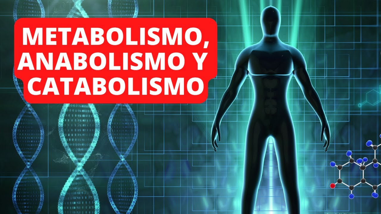 Метаболизм, анаболизм и катаболизм: объяснение, отличия и примеры👨‍🔬