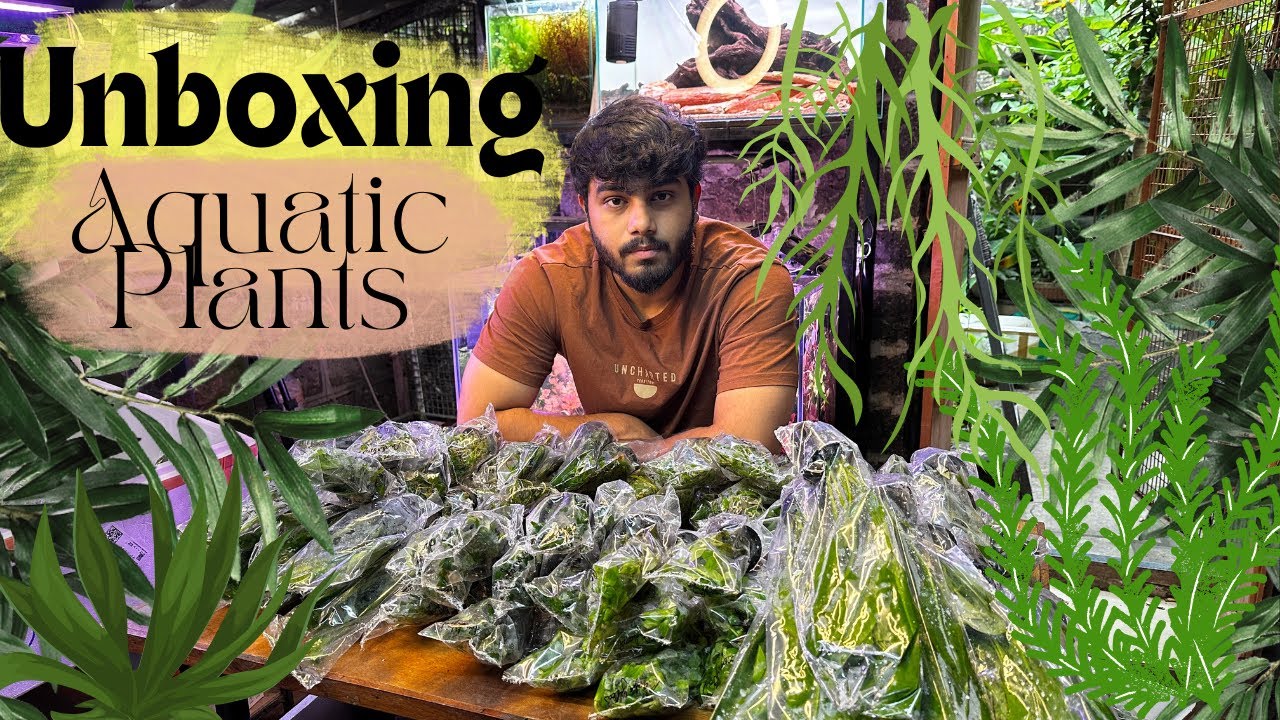 Unboxing Aquatic Plants!!! 🪴