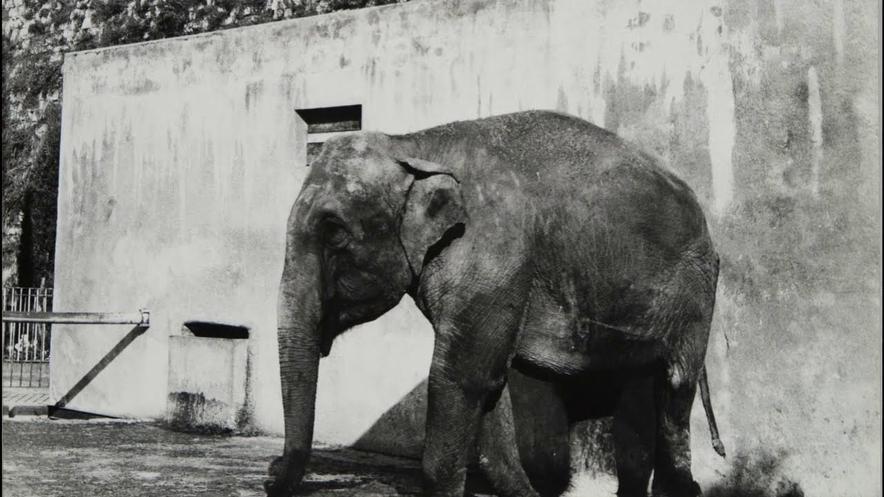 3. RACCONTI D'ARCHIVIO | LO ZOO E LA VOCAZIONE SCIENTIFICA DEL CASTELLO DI BRESCIA