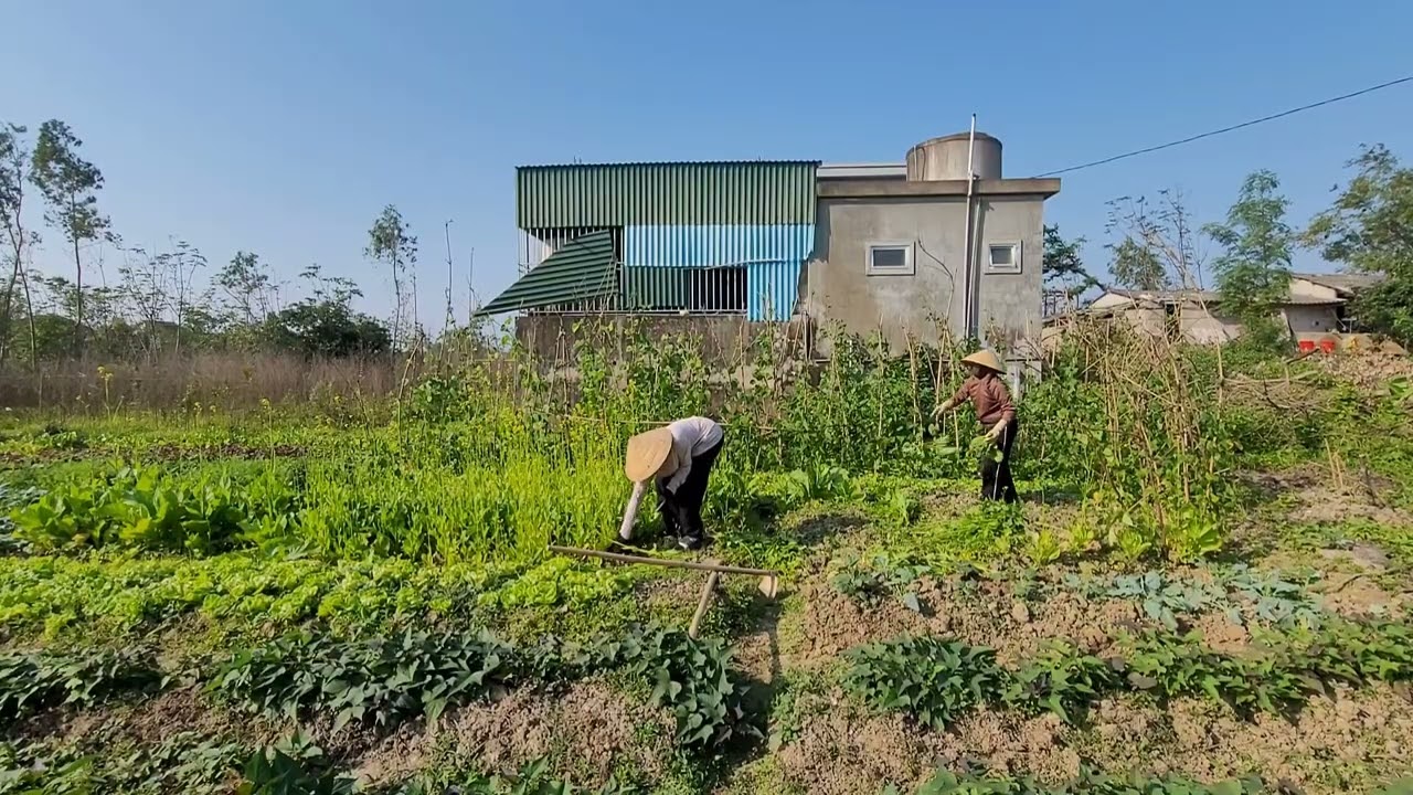 Chỉ sau 2 tháng đã có vườn rau xanh tốt. Trồng rau không khó. Cảnh quê. 
