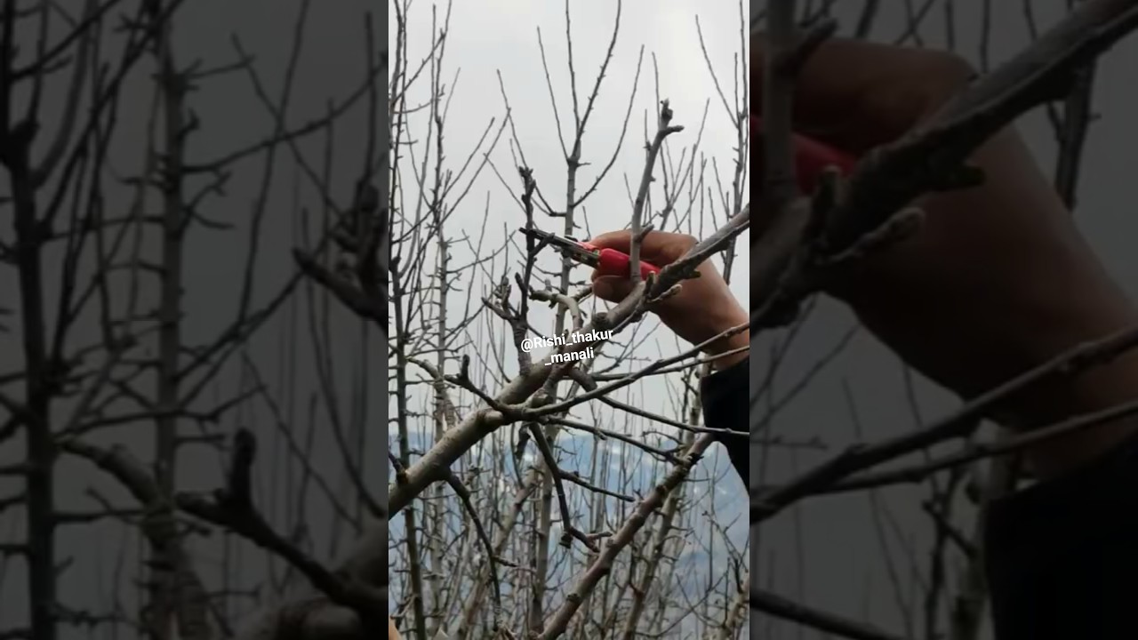 coming soon detail video pruning spur varieties #viral#shorts