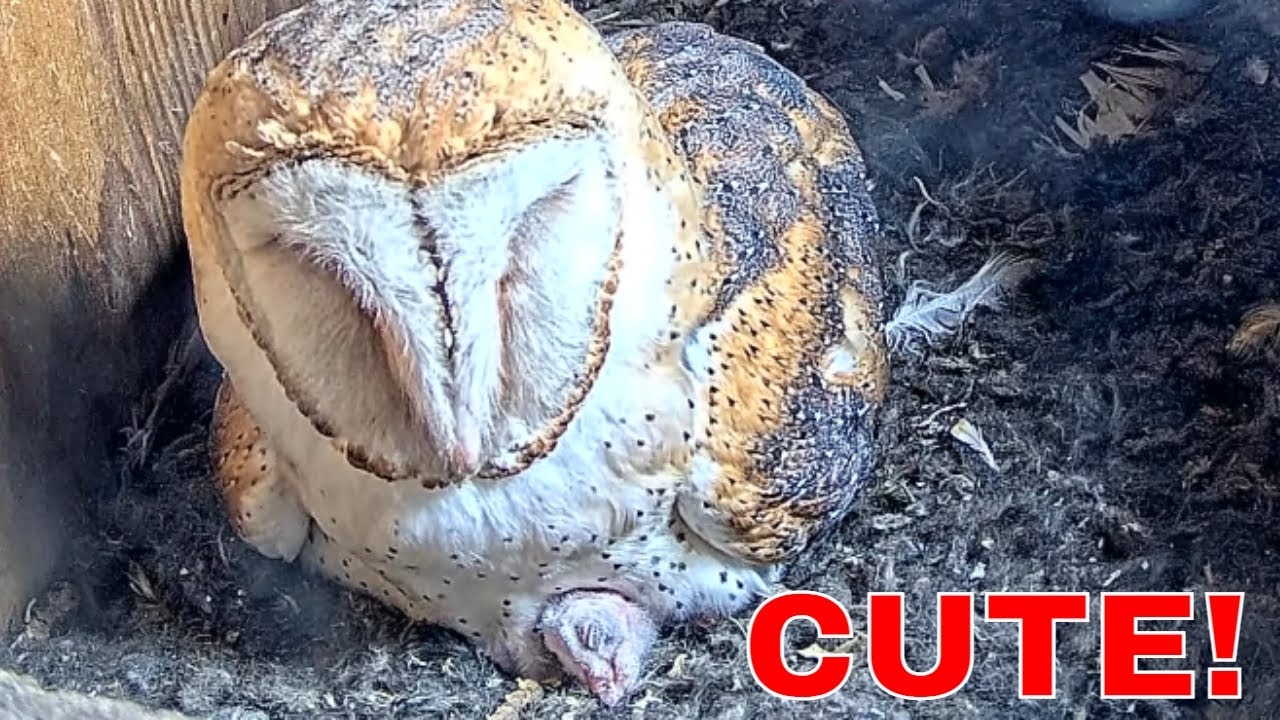 🐣 Tiny Barn Owl Nestlings Peek Out from Under Mom