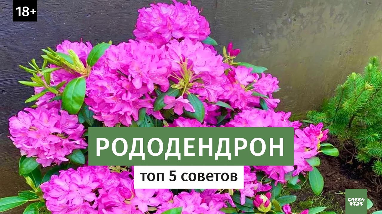 Как вырастить рододендрон в саду? Лучшие сорта рододендронов // Цветущие кустарники 16+