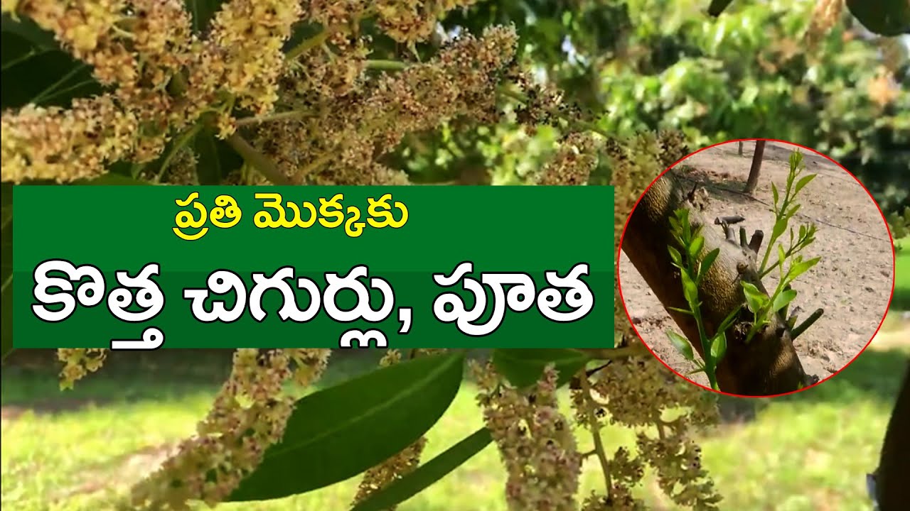 E406| ప్రతి చెట్టుకు ఆశ్చర్యపోయే ఫలితం|  @GramaBazaar |  833 1800 100, 94912 78836