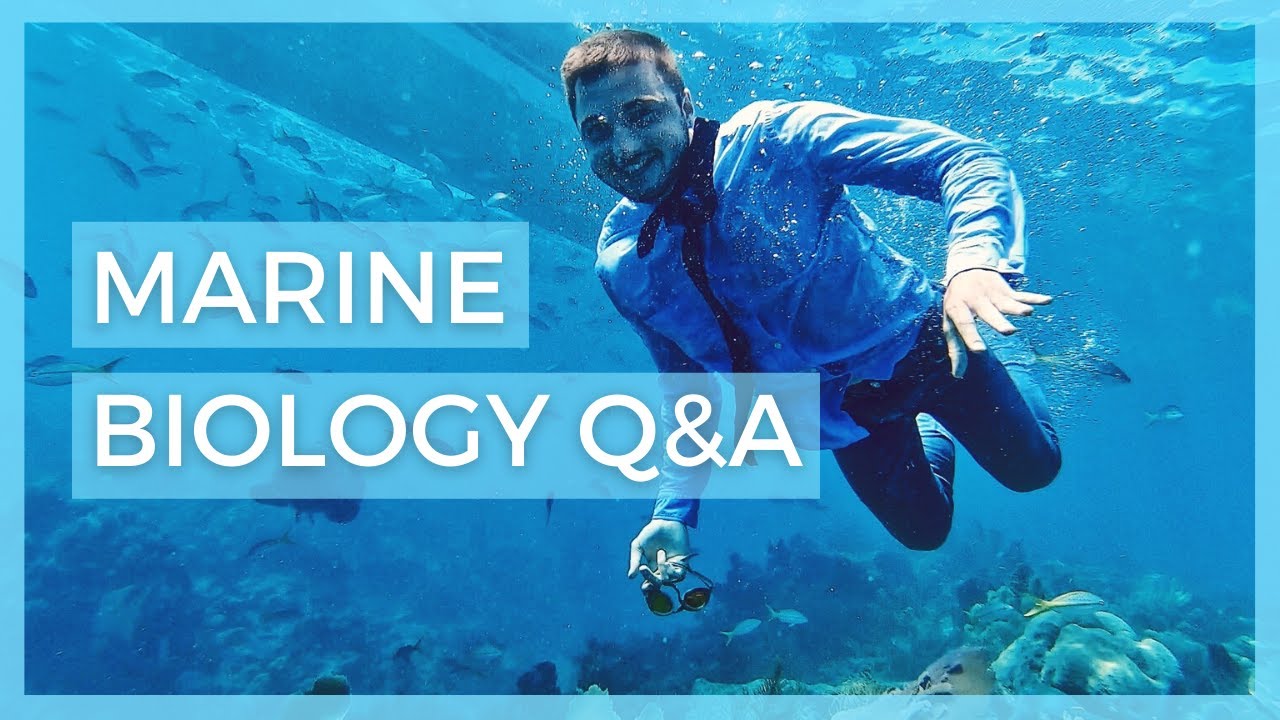 12 Things every future Marine Biologist should know about | marine biology q&a for 3,000 subs!!