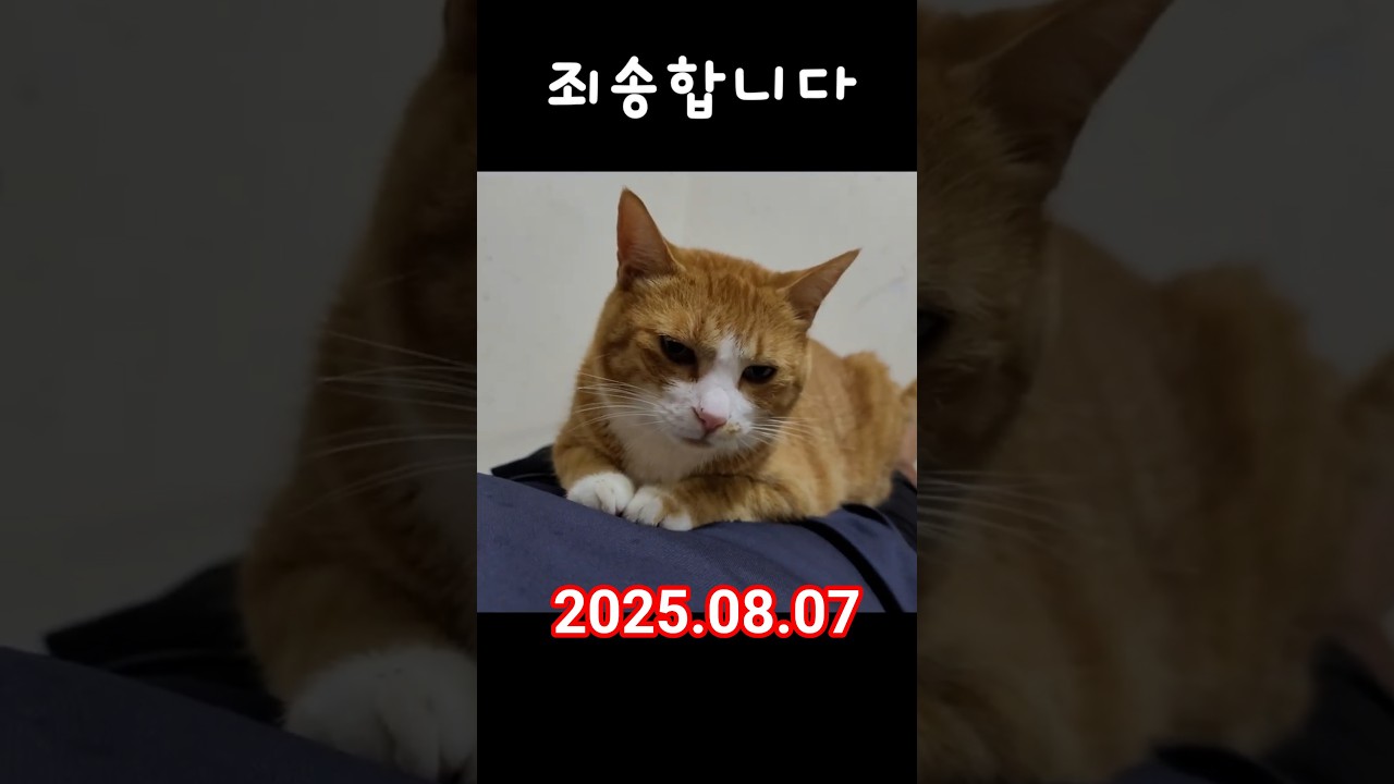 죄송합니다 #매탈남