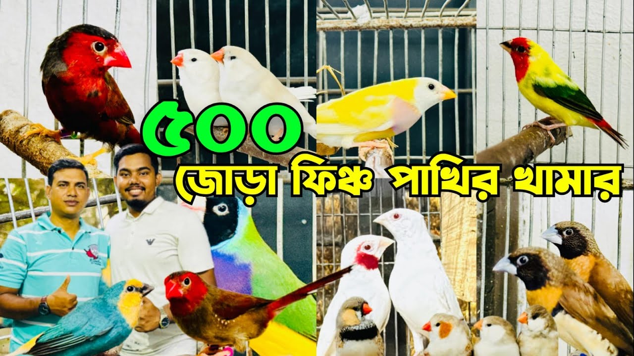 বাংলাদেশের সবচেয় বড় ফিঞ্চ পাখির খামার | ৫০০ জোড়া | Biggest Finch Bird Farm In Bangladesh #viral