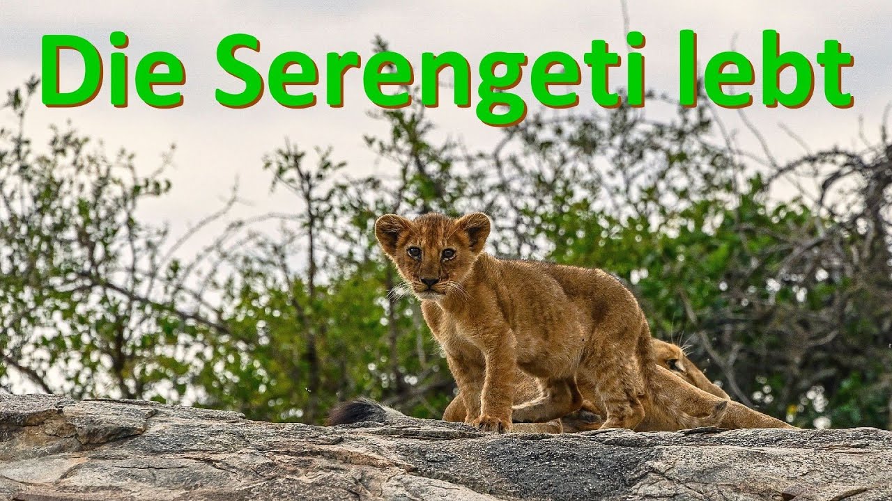 Tansania  - Die Serengeti lebt / Eine unvergessliche Reise