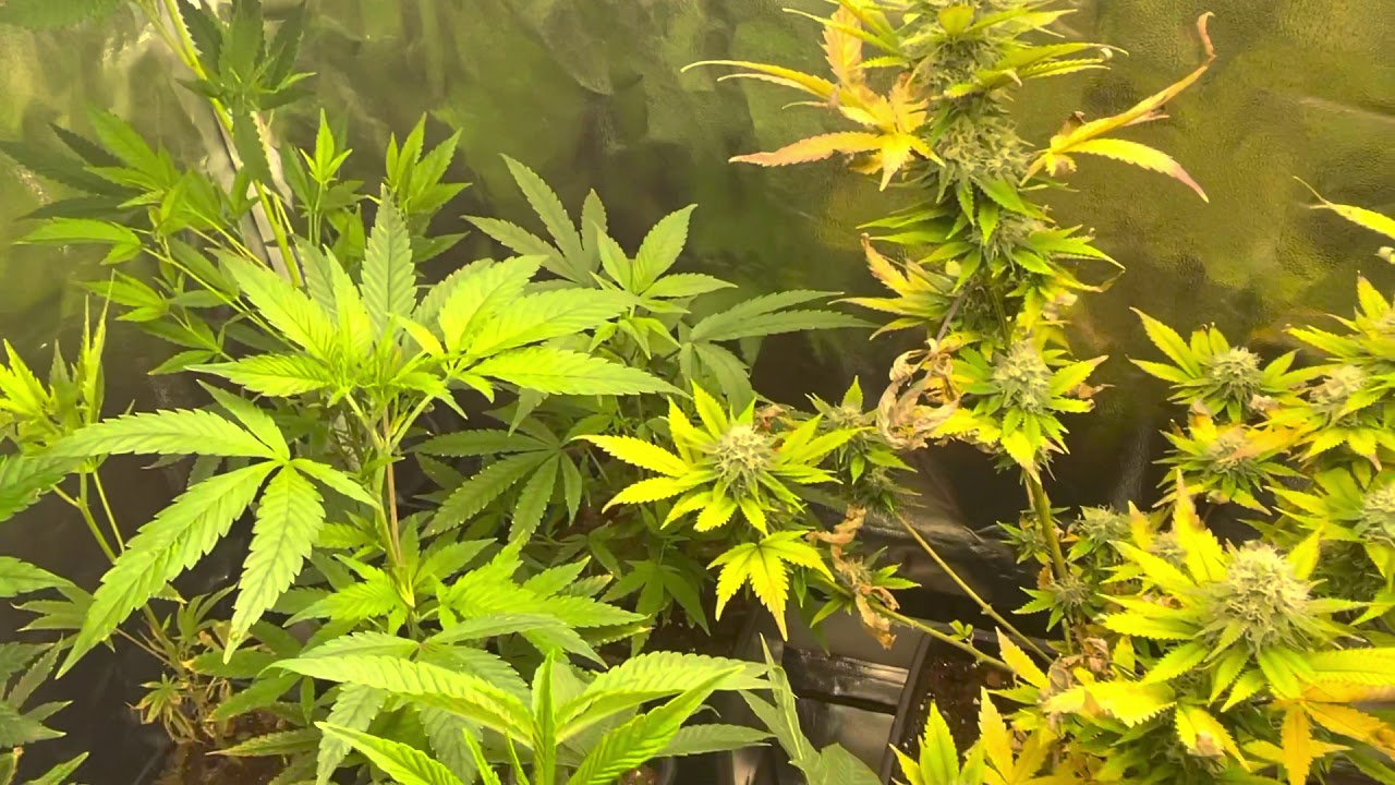 Mars hydro grow journal tsw2000 (Day27.2)