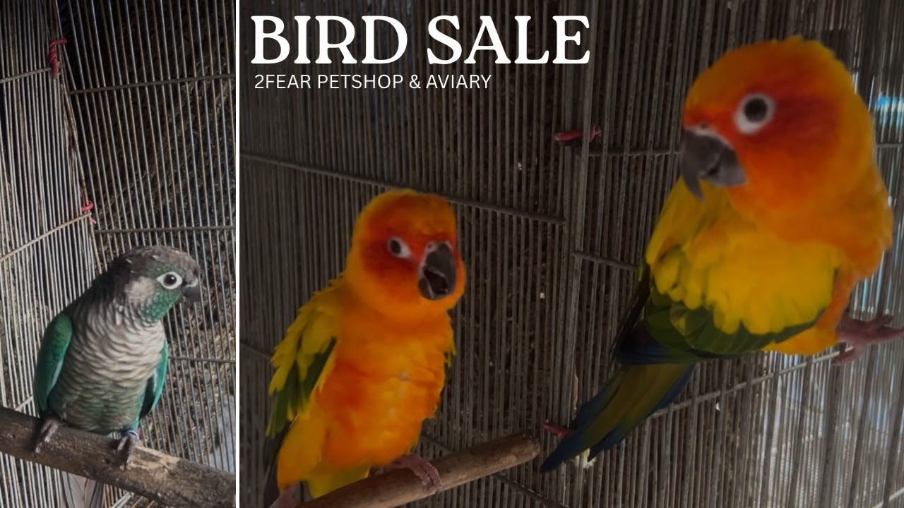 EP 69: BIRD SALE | 2 FEAR PETSHOP & AVIARY