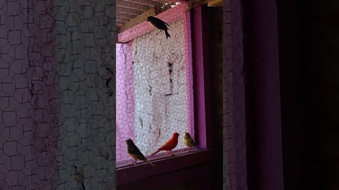 Manejo de viveiro grande como não perder filhotes 
