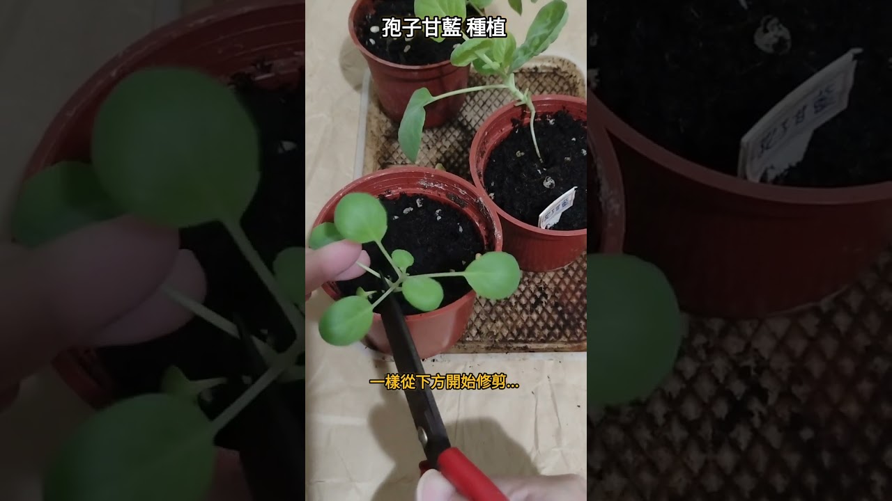 【孢子甘藍種植 02】迷你高麗菜 小苗修剪 (定植第三周) |迷你高麗菜|在家當農夫|孢子甘藍 #garden #plants #種植盆栽