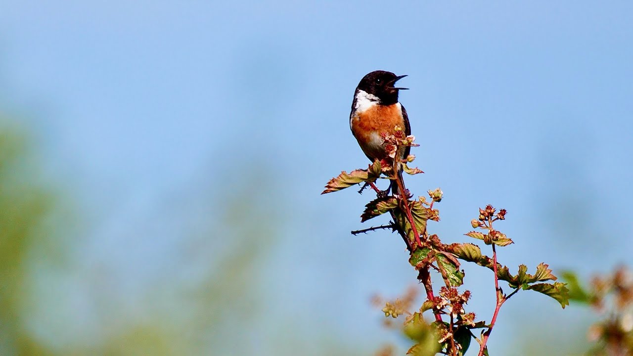 European stonechat (Saxicola rubicola) Roodborsttapuit