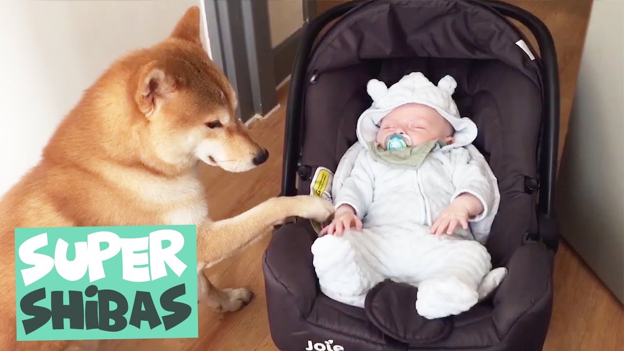 Shiba Inu Compilation 2018 | Why Shiba Inus Make the Best Pets