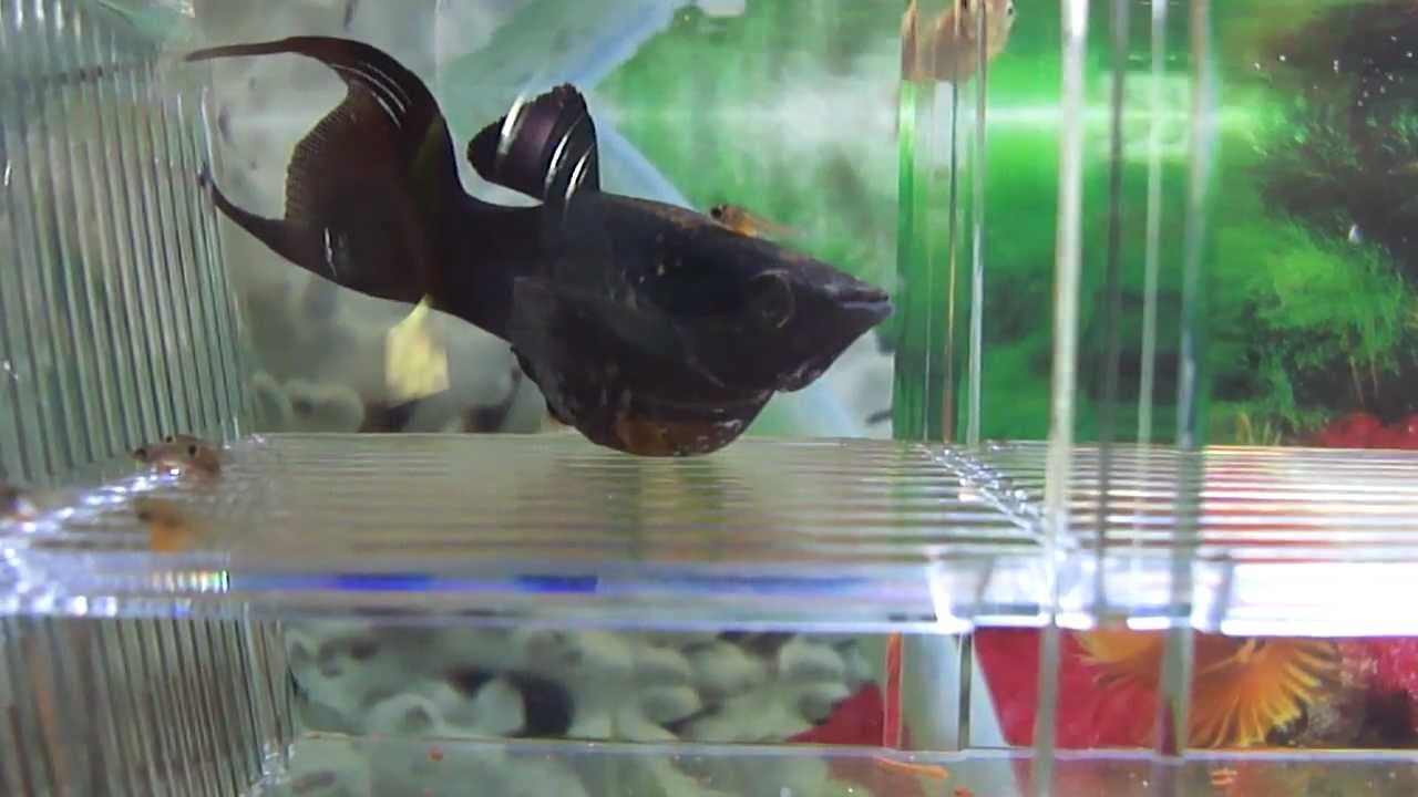 black molly fish giving birth