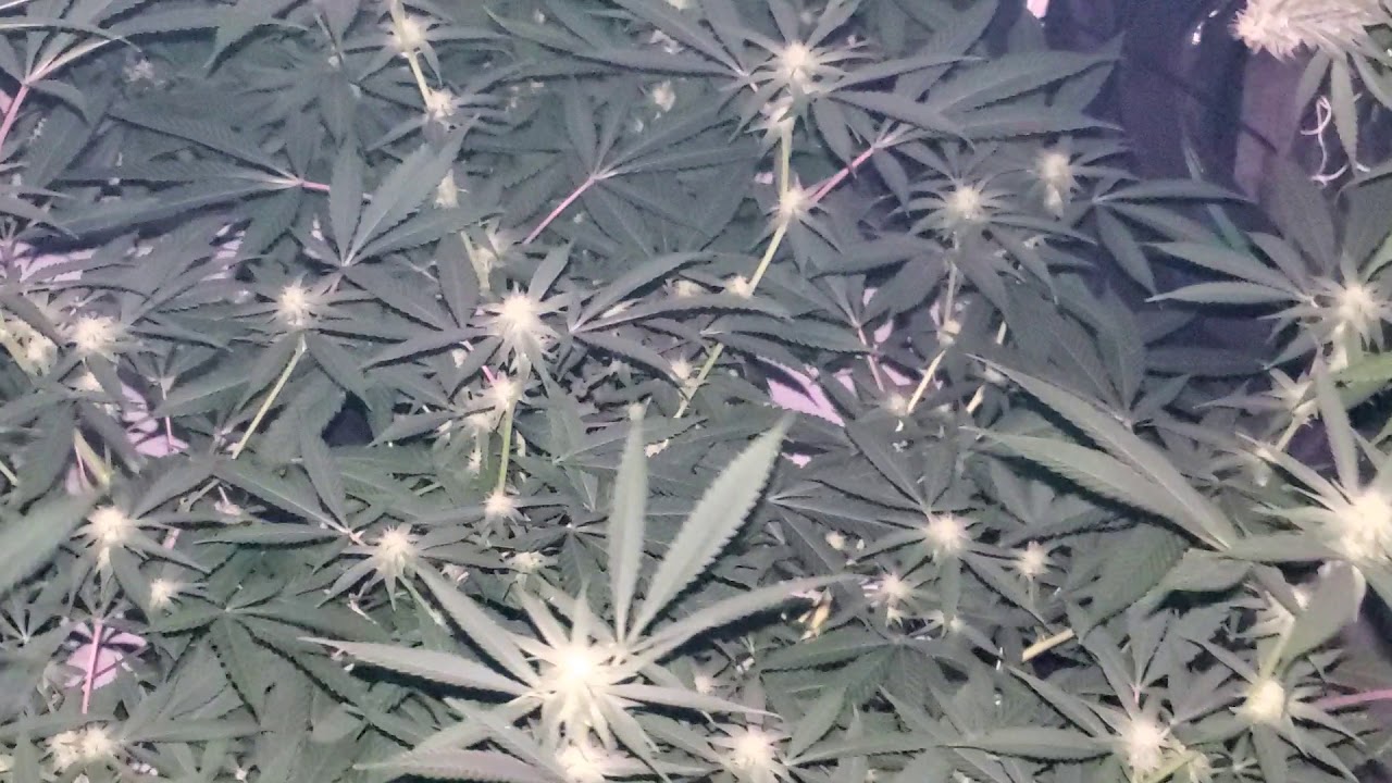 Update widow 47 Durban poison gorilla glue and OG Kush