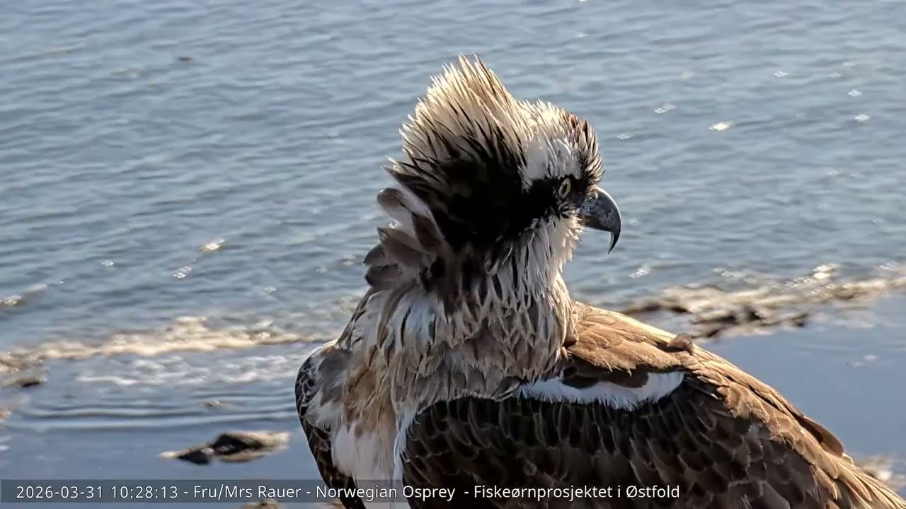 31.03.2026 - Unknown visitor at Fra Rauers nest #ospreynest #fiske&oslash;rn  #rauer