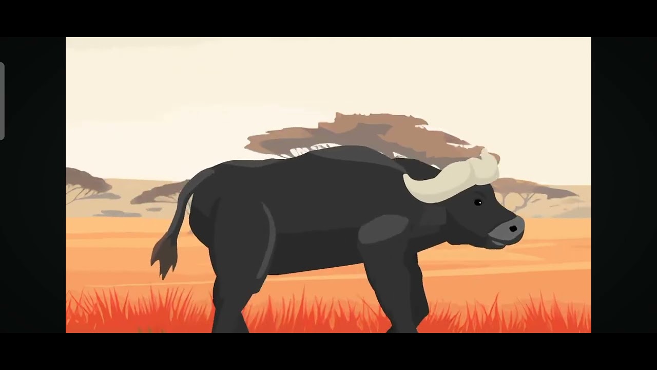 Wildebeest VS Buffalo