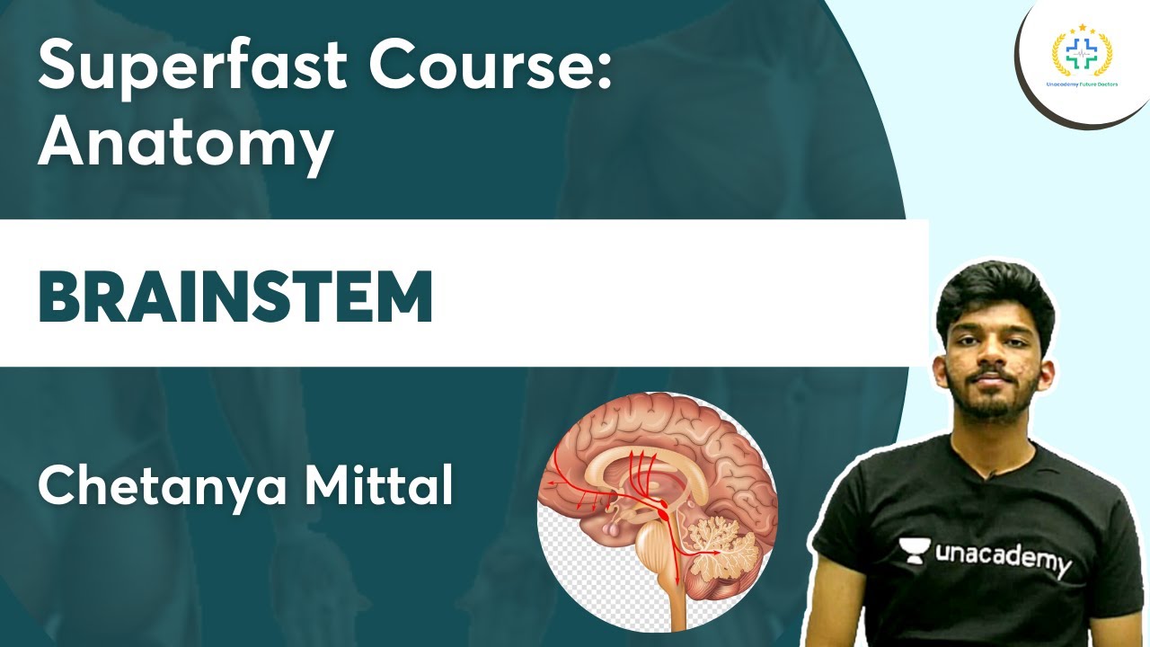 Ствол мозга | Супербыстрый курс анатомии | Unacademy Future Doctors l Четанья Миттал