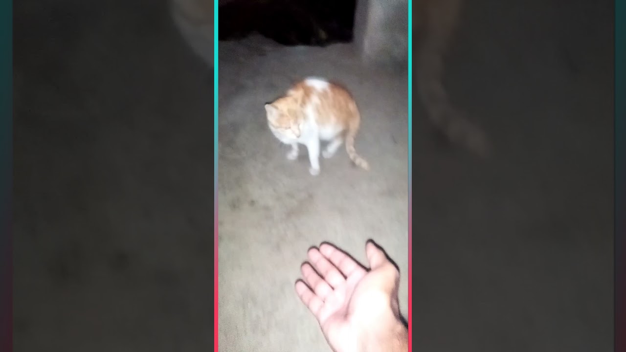 Hand Touch with two cats #short