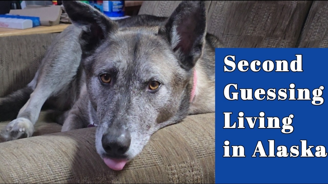 Second Guessing Living in Alaska | Why we have been random | Alaskan Bears Vlogs
