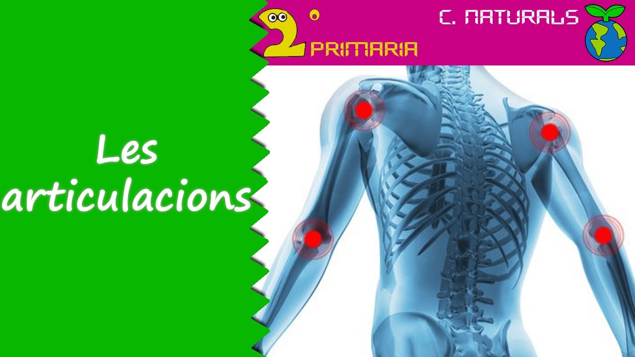 Ci&egrave;ncies de la Naturalesa. 2n Prim&agrave;ria. Tema 2. Les articulacions