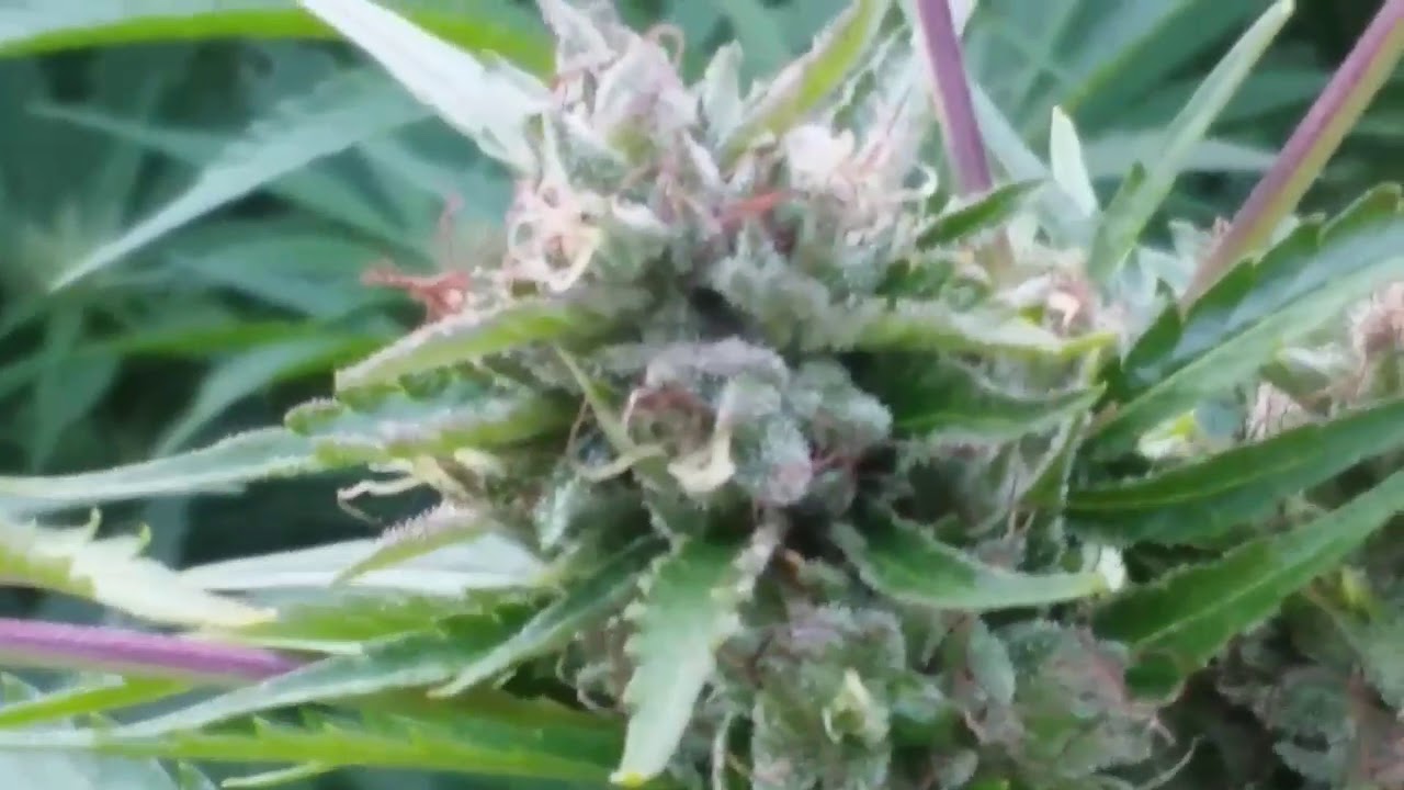 UKFN 2017 - UK Outdoor Weed Grow