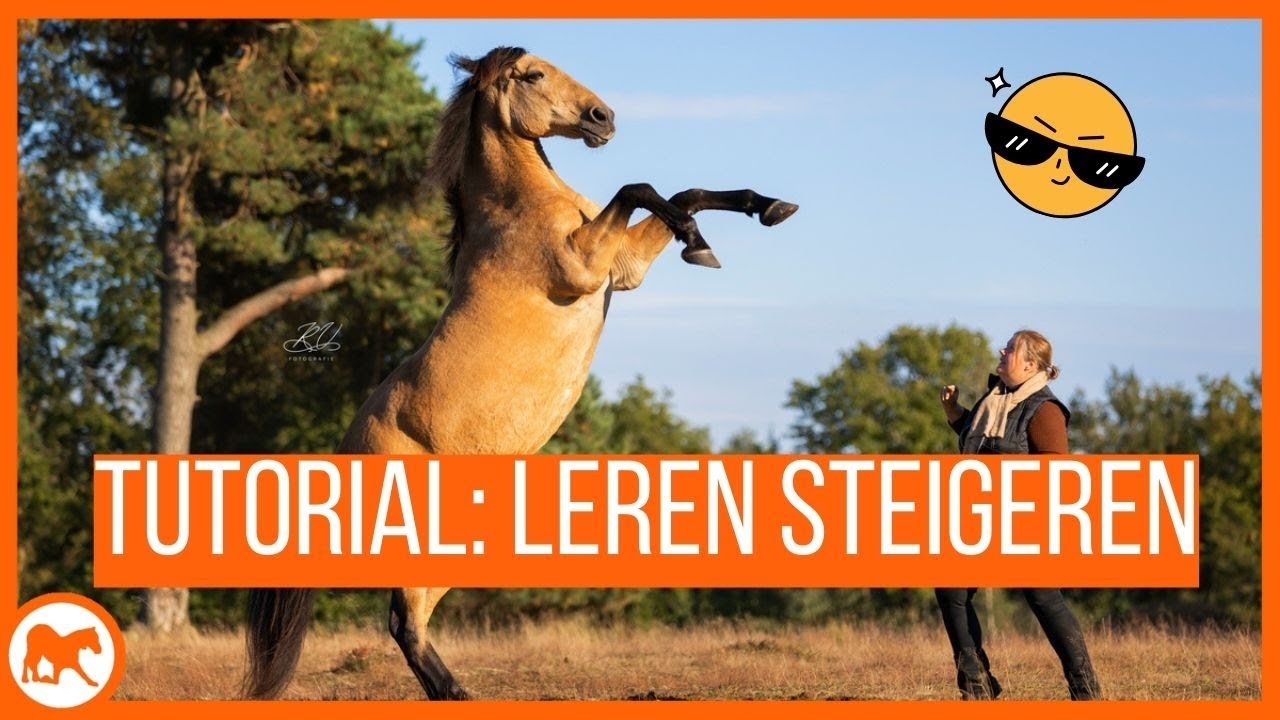 Hoe leer je jouw paard steigeren?