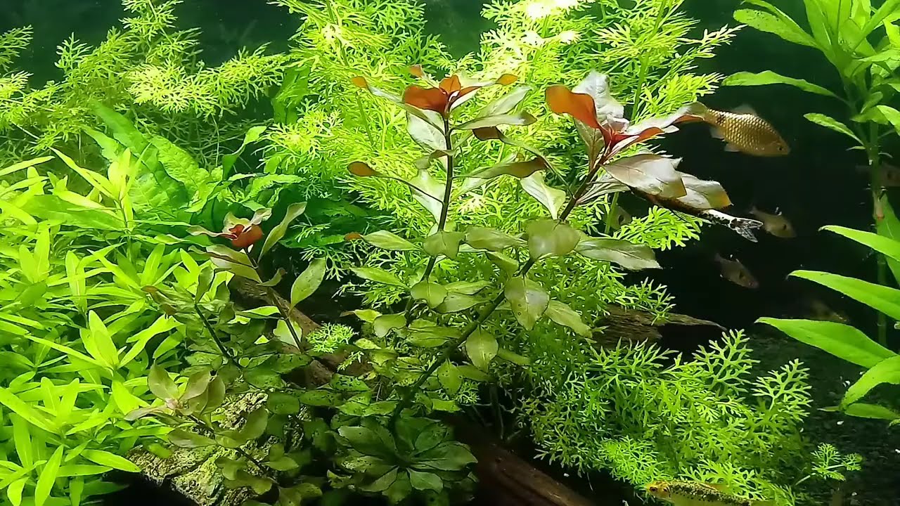 Ludwigia SP mini Red cuidados