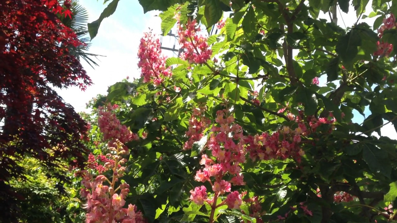 Red buckeye