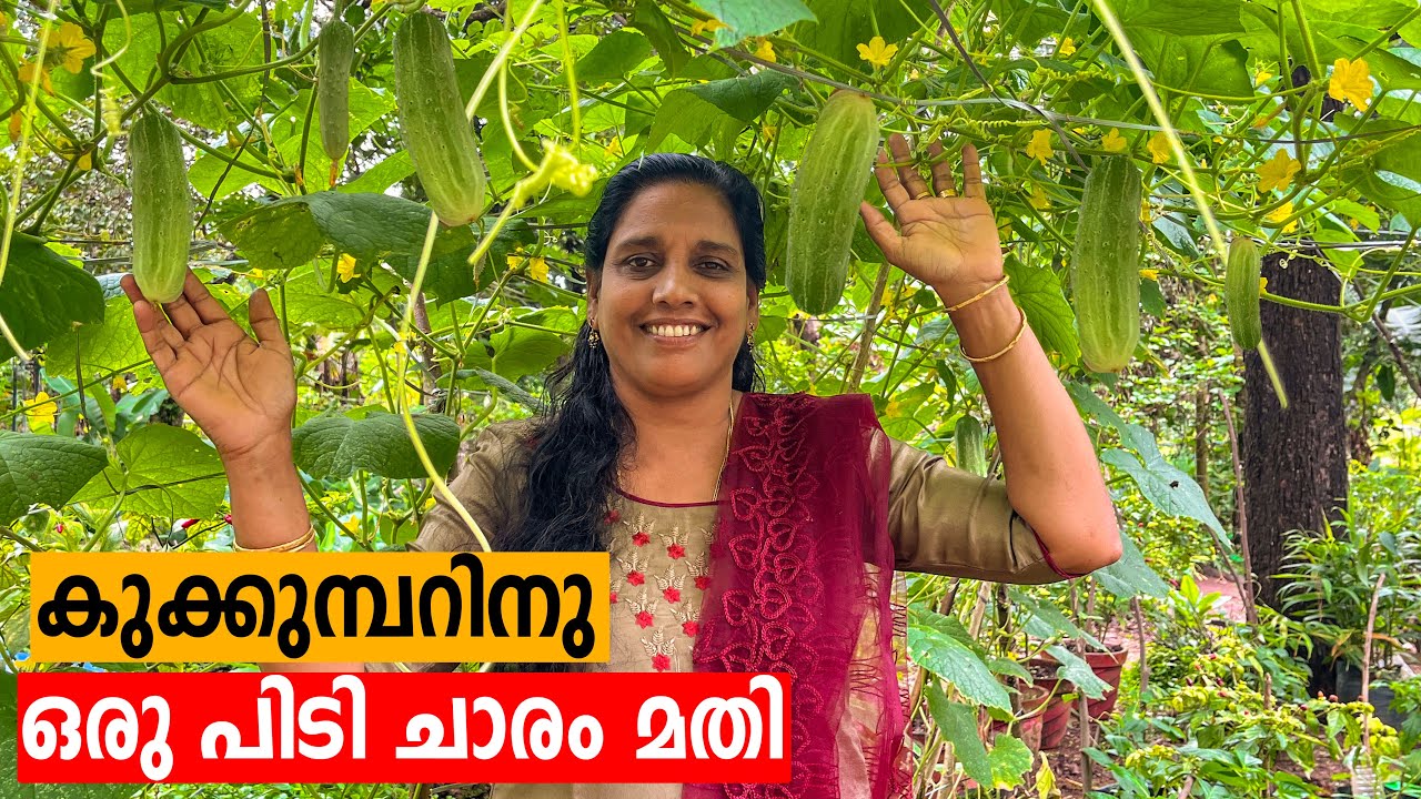ഒരു പിടി ചാരം ഇങ്ങനെ കൊടുത്താൽ 3 ആഴ്ച കൊണ്ട് കുക്കുമ്പർ 100 മേനി | Mini's Lifestyle