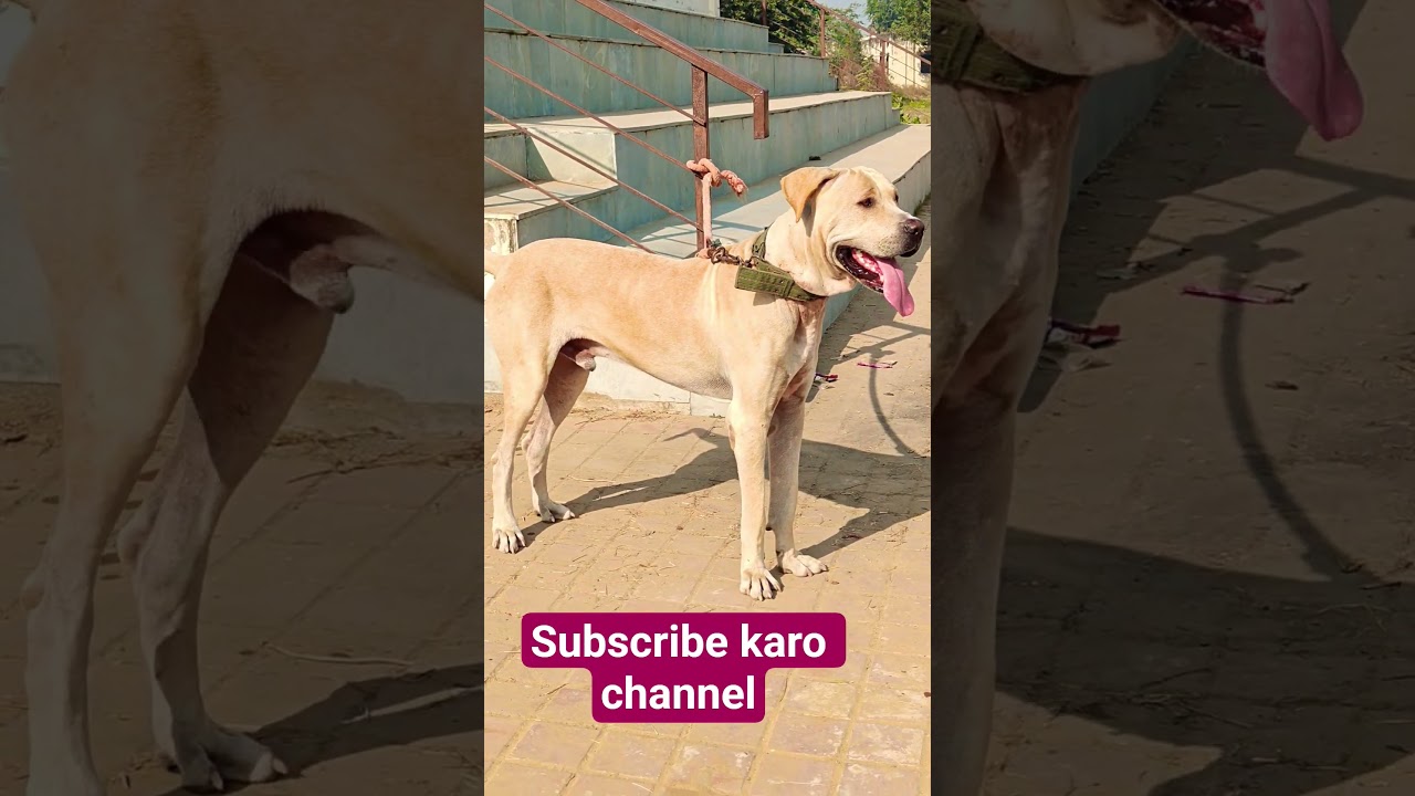 Pakistani Bully Dog Full Info | Weight, Height, Power Test