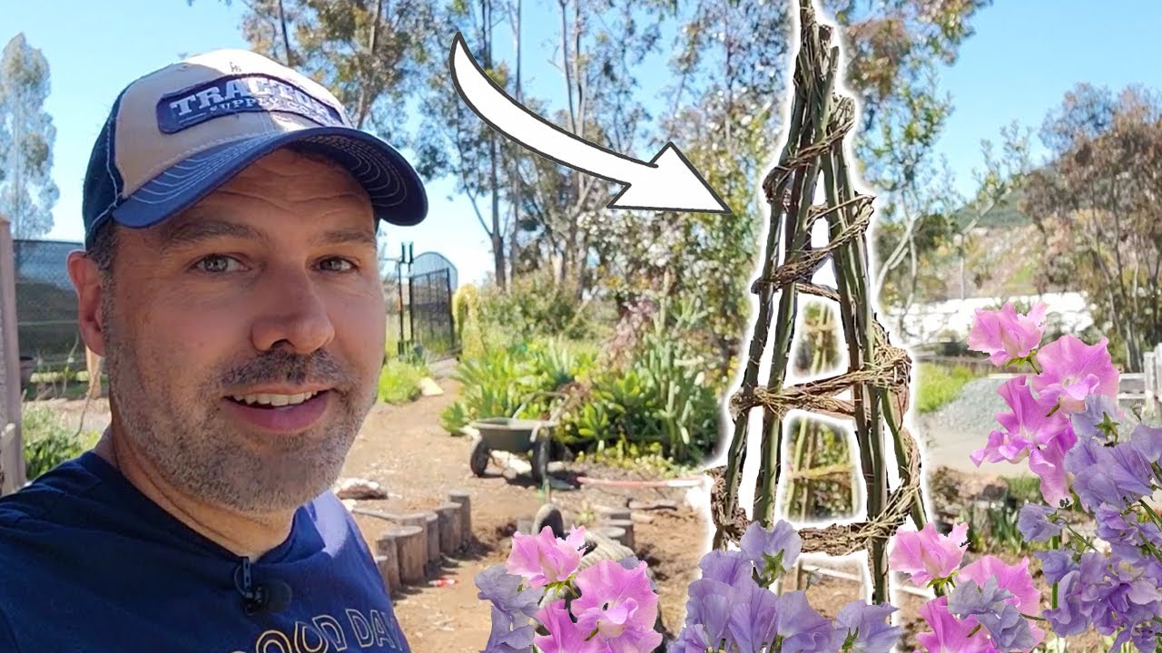Planting Sweet Peas // DIY Free Trellis