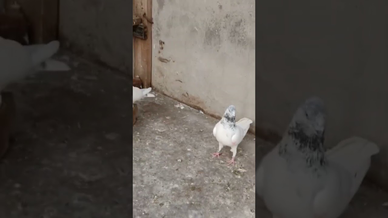 #indianpigeon