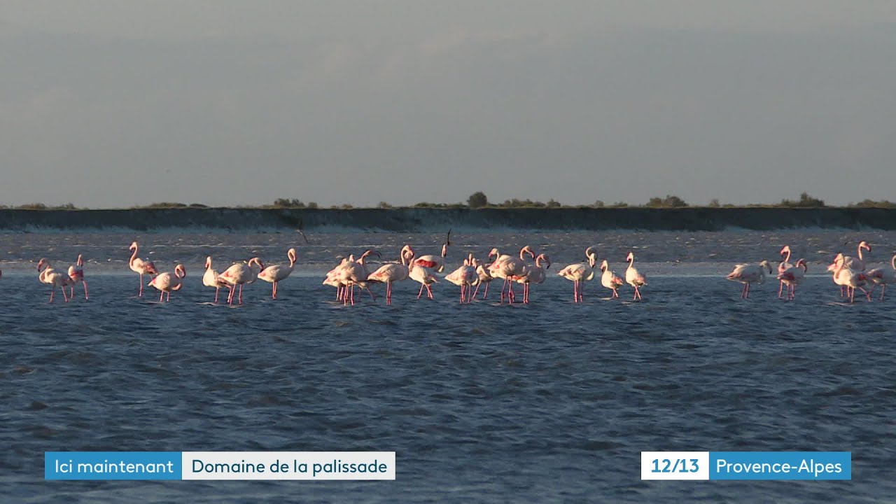 Découvrir la Camargue : le Domaine de La Palissade