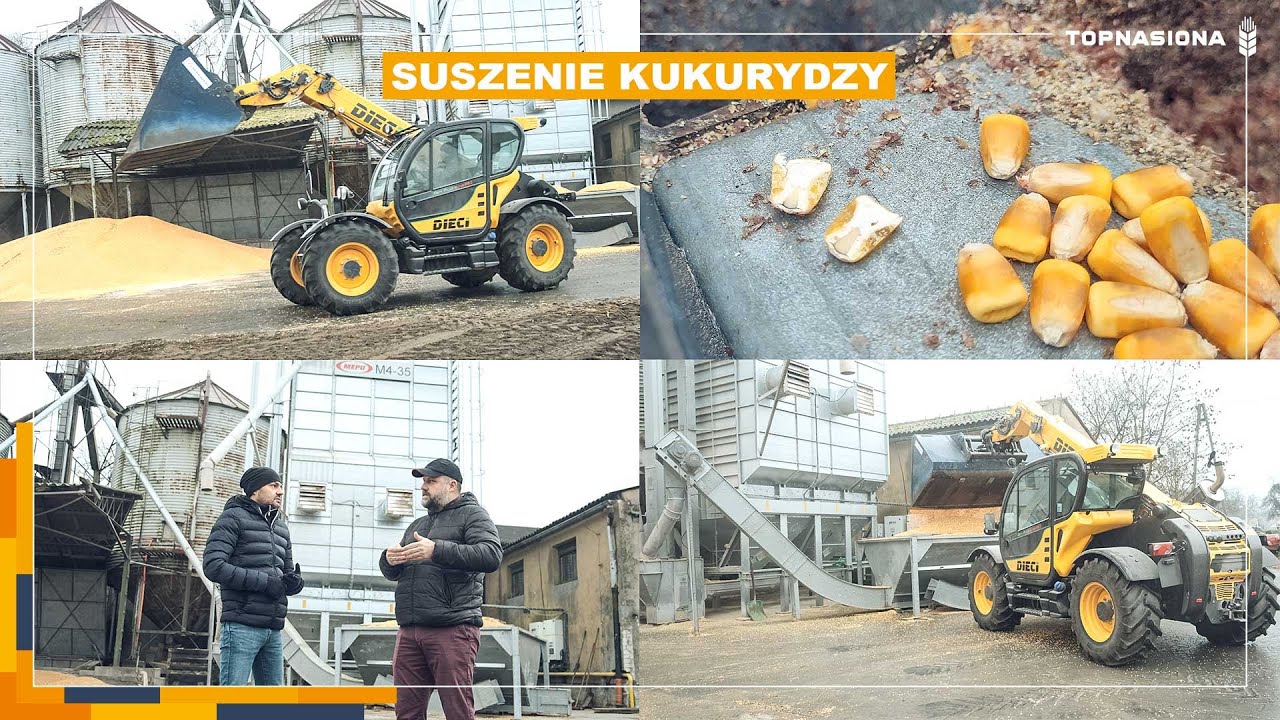 Jak obniżyć koszty suszenia kukurydzy? | Program Suche Ziarno | Top Nasiona | Mepu