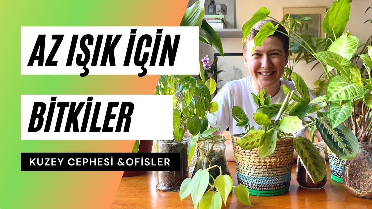 Az Işık Alan Yerler İçin Bitkiler | Kuzey Cephesi ve Ofisler İçin Bitki Önerileri 🪴