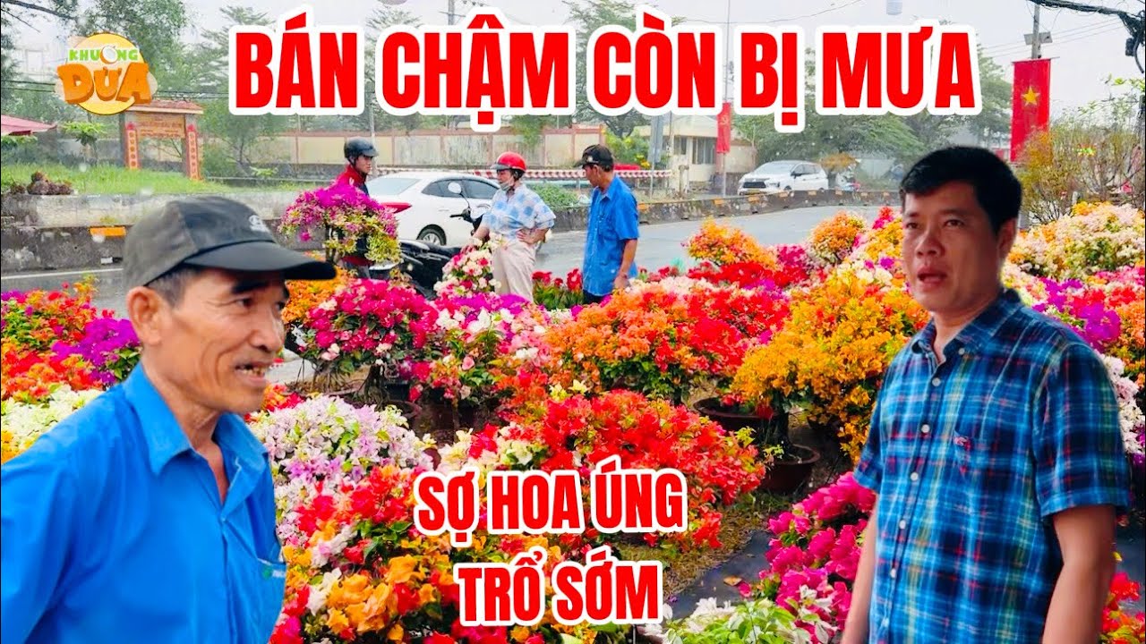 Hoa kiểng bán chậm mà còn bị dính mưa trái mùa bà con sợ hoa úng và trổ sớm| Khương Dừa