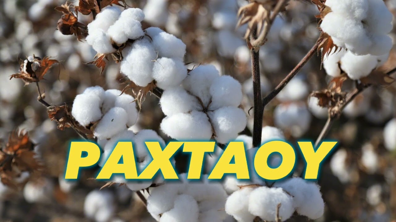 Paxtaoy Bolalar qo'shig'i / Пахтаой Болалар қўшиғи