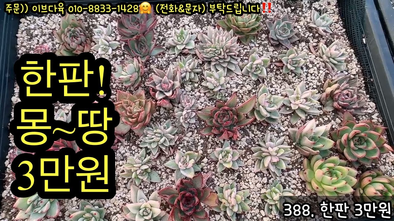 (1월28일) 특가 모듬 몽땅!!! 한판 무조건 3만원‼️ #이브다육 #특가한판