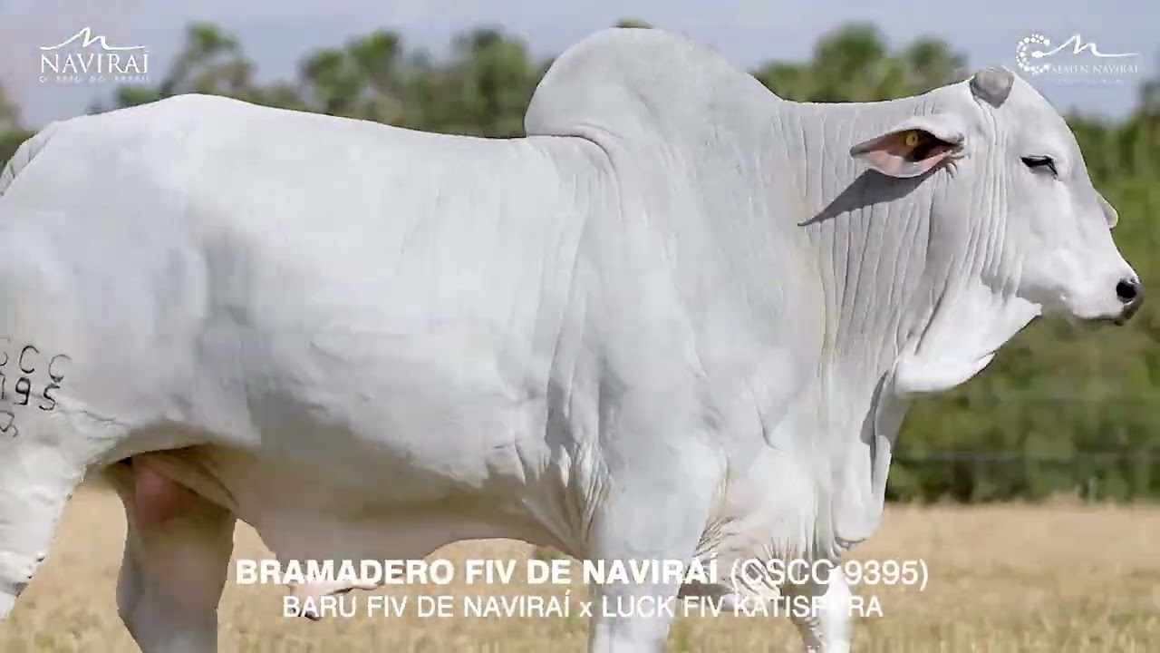 BRAMADERO FIV DE NAVIRAÍ (CSCC 9395)