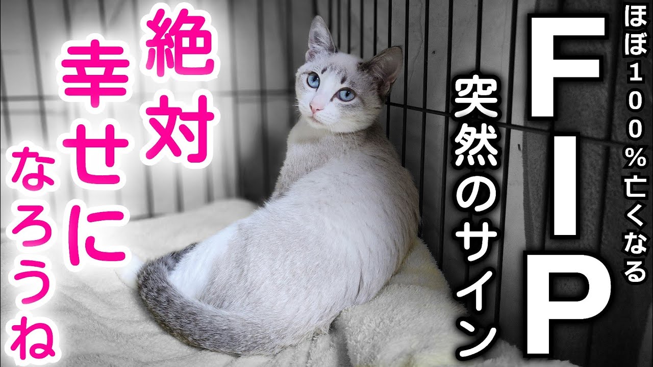 【FIP治療#1】命に関わる病気FIP(猫伝染性腹膜炎)になった陽花。絶対幸せな家猫になろうね
