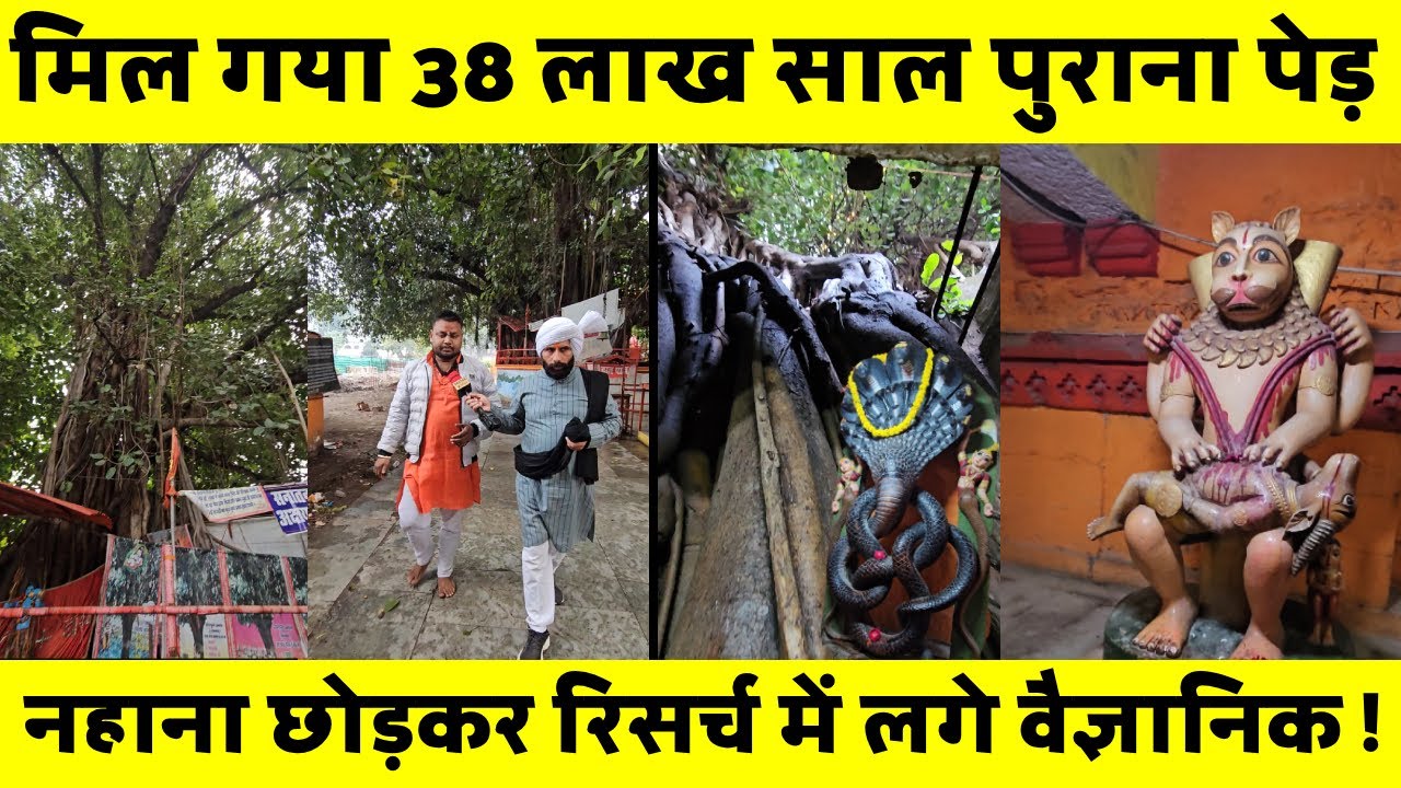 मिल गया 38 लाख साल पुराना पेड़ 😲 नहाना छोड़कर रिसर्च में लगे वैज्ञानिक !