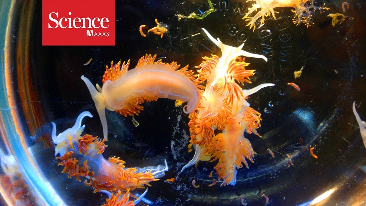 Megarafting animals rode from Japan to US and Canada after the 2011 tsunami