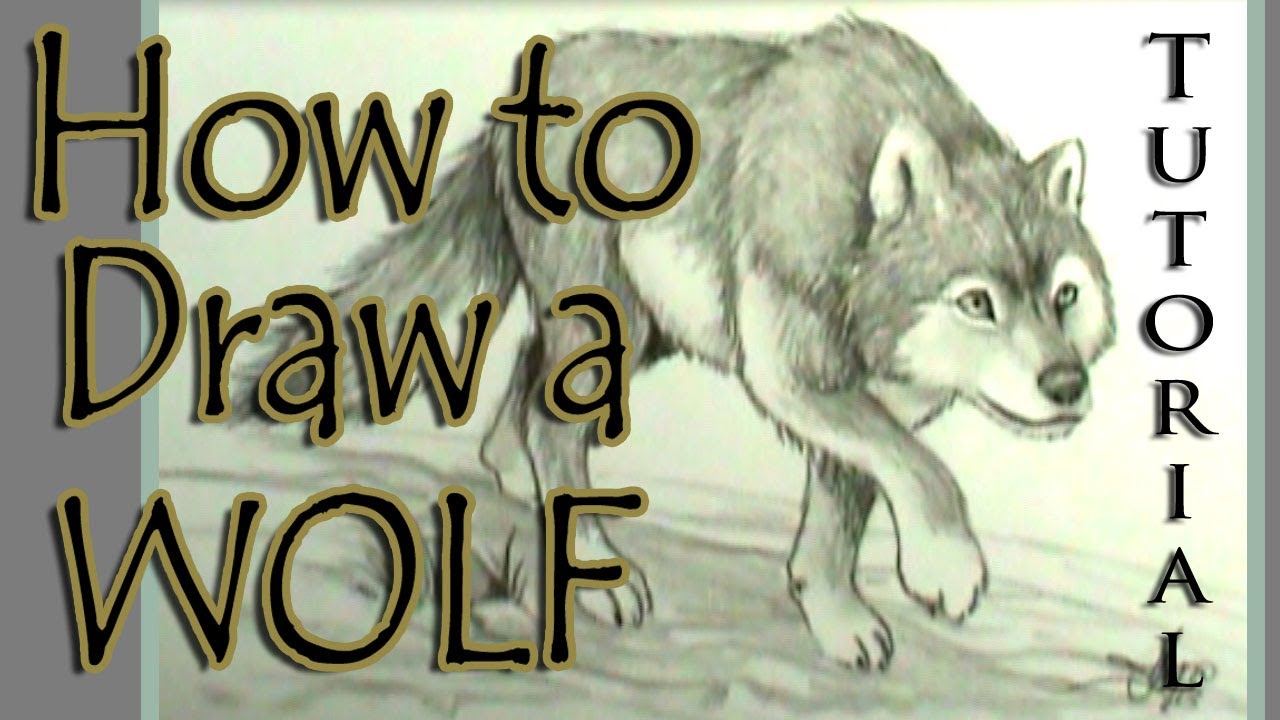 How to draw a wolf