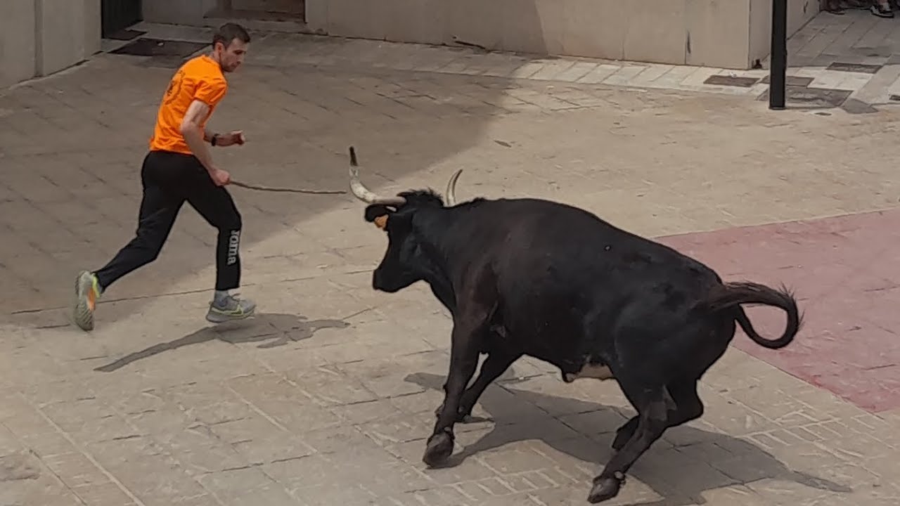 FESTEJOS TAURINOS EN MASSALFASAR 2023, PT ESTA FETA/VACAS GAN GERMAN VIDAL