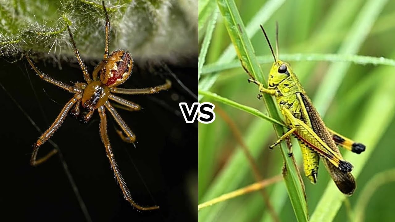 Spiders vs Grasshoppers