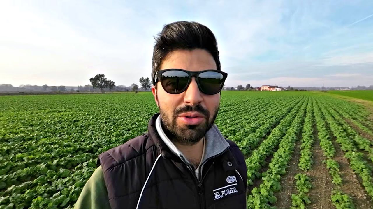 COLZA: BENE ma NON BENISSIMO