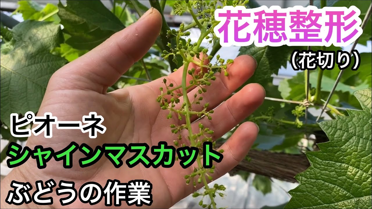 「ぶどうの作業」絶対やらなきゃ行けない作業の「花切り」ピオーネ＆シャインマスカット
